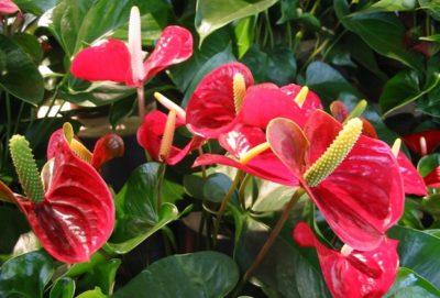 How to feed anthurium