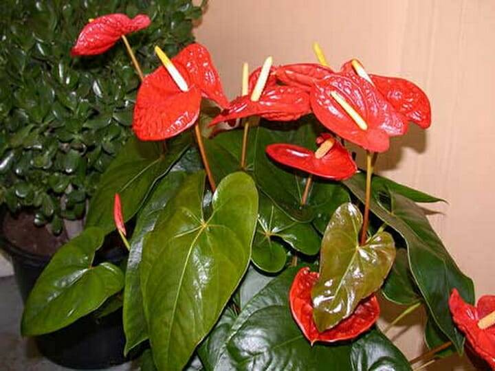 How to feed anthurium
