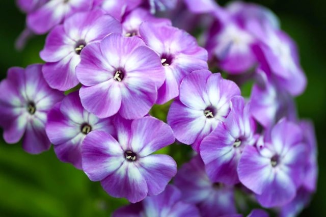 How to feed phlox for flowering: spring, summer, autumn