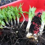 Cum să hrănești crinii când transplantezi toamna și primăvara