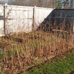 how to feed raspberries in the fall after pruning