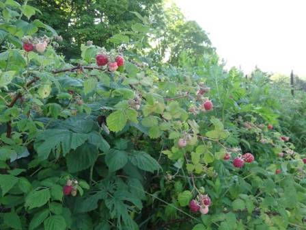 How to feed raspberries in spring before flowering
