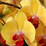 Hur man matar en orkidé så att den blommar
