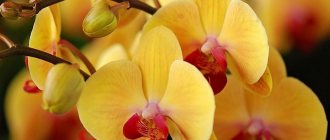 How to feed an orchid so that it blooms