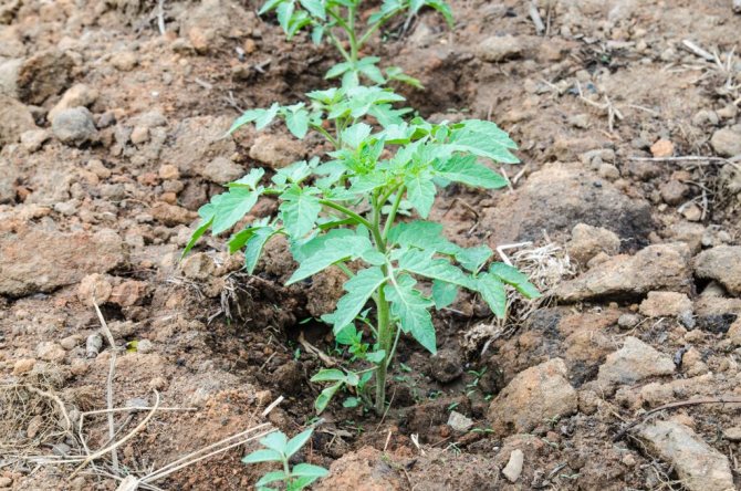 How to feed tomatoes after planting in the ground