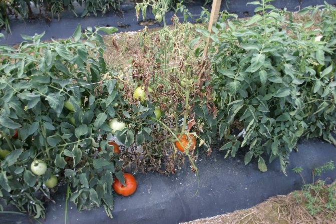 как да храним доматите след засаждането в оранжерията, така че да са пълни