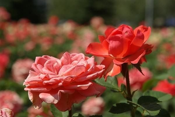 How to feed roses in autumn