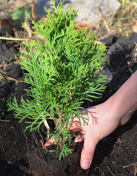 How to feed thuja when planting in autumn and spring