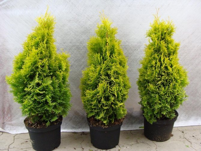 how to feed thuja