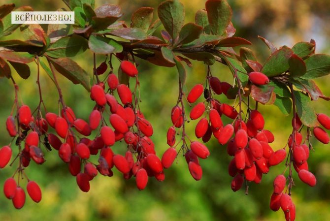 How is barberry useful for the body?