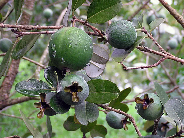 Why is feijoa useful?