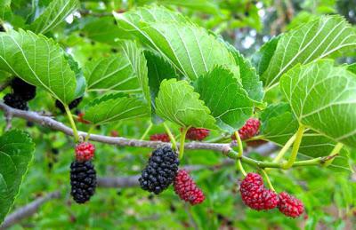 what is mulberry tree useful for