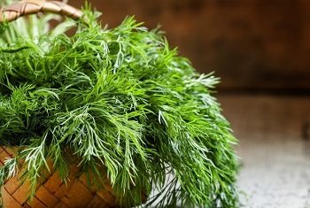 Why dill is useful, its beneficial properties for the body