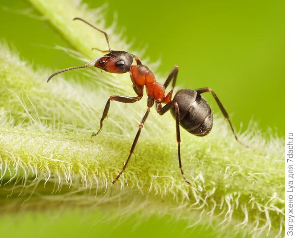 لماذا النمل مفيد