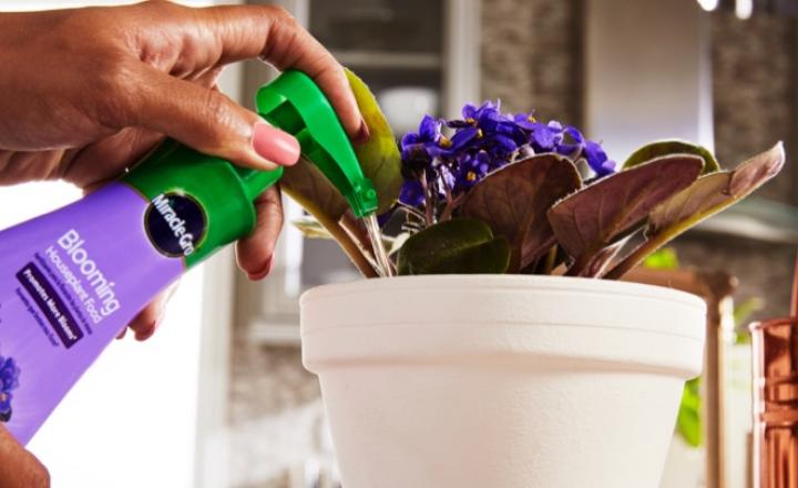 how to water violets