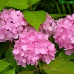 How to water the hydrangea so that it changes color?