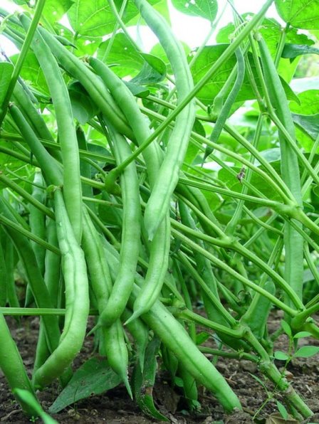 Paano naiiba ang mga asparagus beans mula sa berdeng beans?