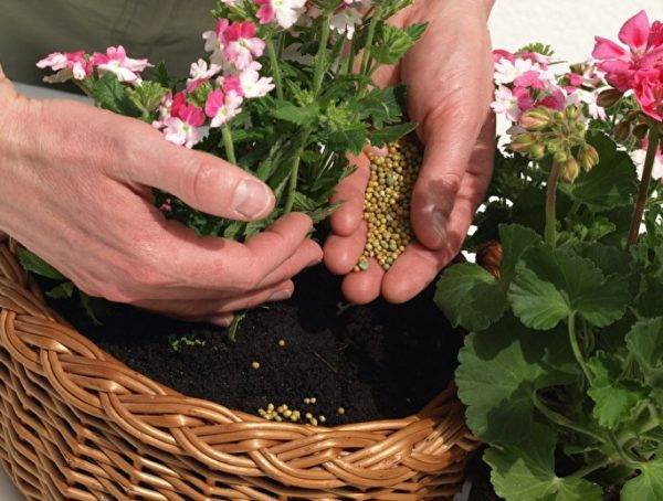How to fertilize indoor flowers at home