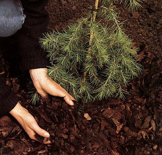 How to fertilize conifers in autumn