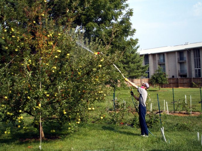 как да оплодя ябълковото дърво