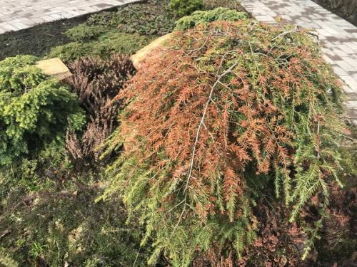 How to shelter conifers from the sun. Reanimating conifers after sunburn