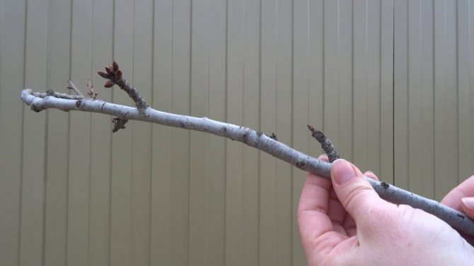 apricot cuttings for grafting