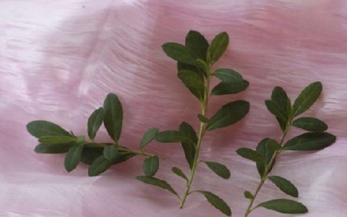azalea cuttings