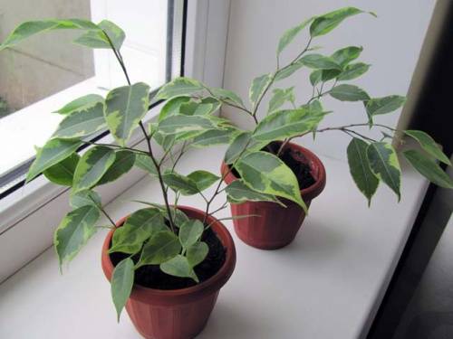 Ficus cuttings with roots planted in pots