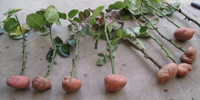 Rose cuttings in potatoes