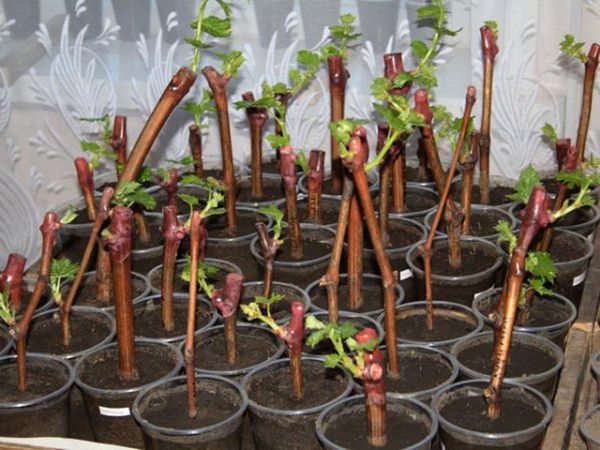 snowberry cuttings