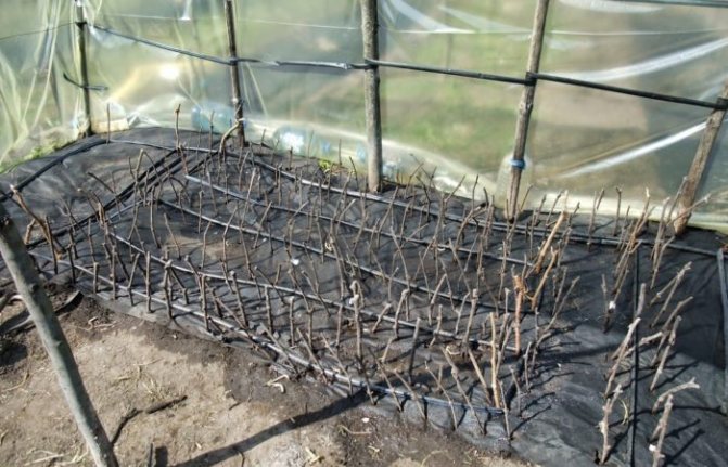 Mga pinagputulan ng ubas sa isang greenhouse