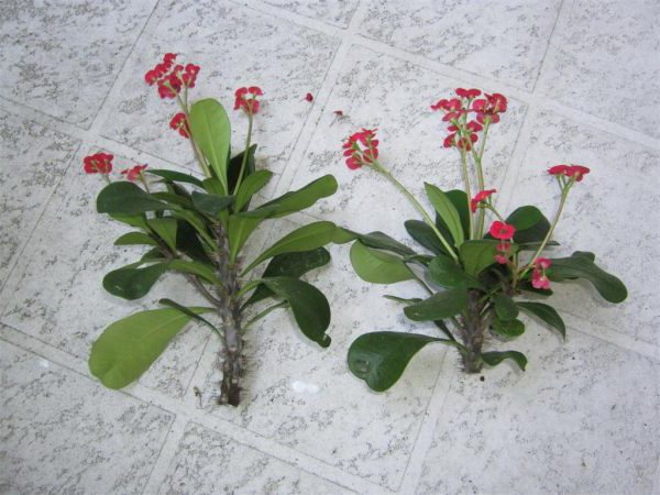 Cutting euphorbia for reproduction photo