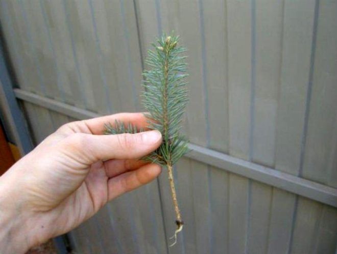 fir cuttings
