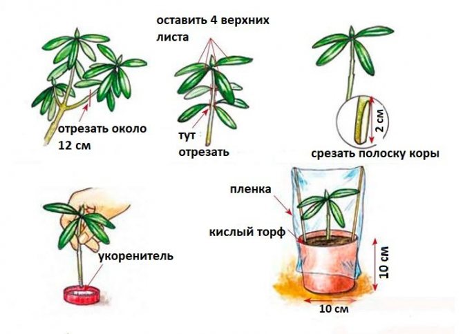Rhododendron cuttings