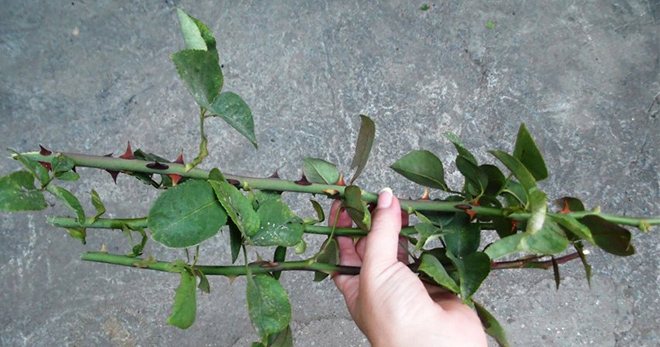 Cutting roses in the fall - how to cut branches, when it is better to do it and the features of the process itself