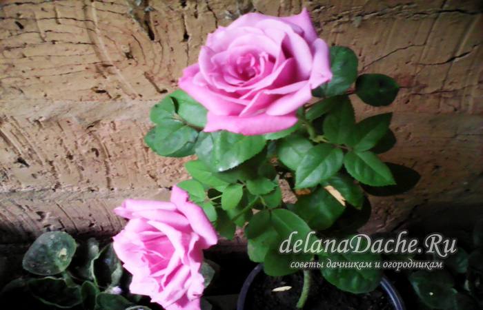 Cutting roses in autumn - propagation methods with step-by-step instructions, photos and videos