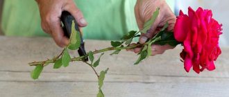 Изрязване на роза - как да вкорените изрезка от букет