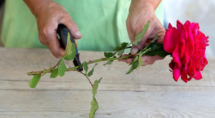 Cutting a rose - how to root a cutting from a bouquet