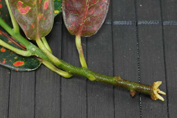 Croton stalk cum să rădăcină o fotografie