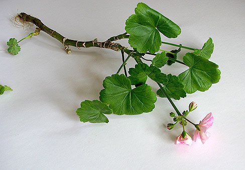 Tulpina de pelargoniu cu rădăcini