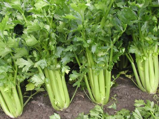 pěstování a péče o řapíkatý celer
