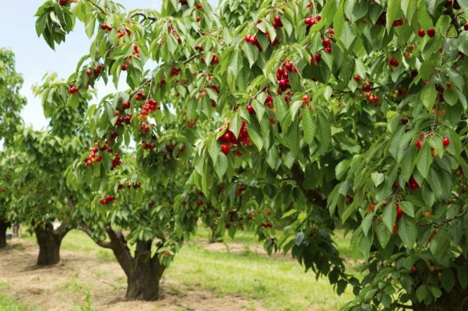 Körsbär i trädgården