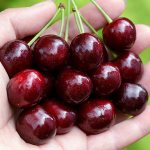 Cherry Iput: reviews, photos, description of the berry variety of the fruit tree