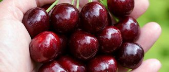 Cherry Iput: отзиви, снимки, описание на сорта на плодовете на плодовото дърво