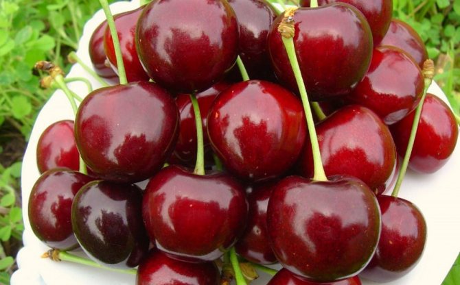 Cherry Large-fruited