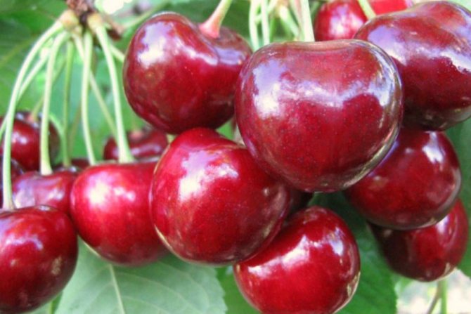 Cherry Malaking prutas