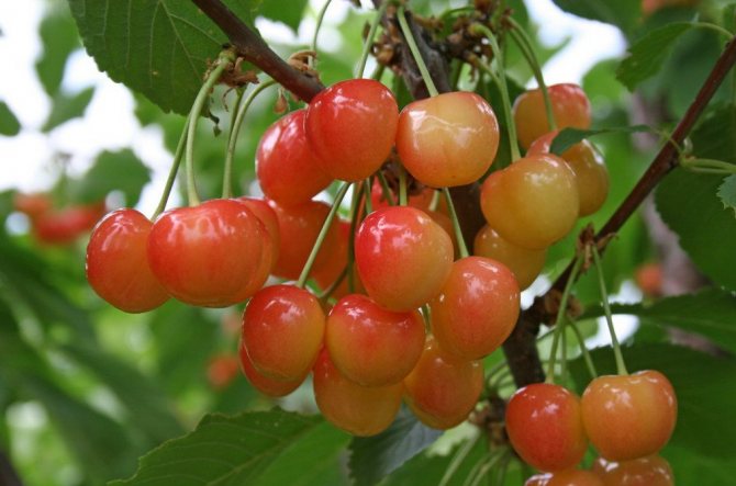 Sweet cherry varieties Bryanskaya Pink