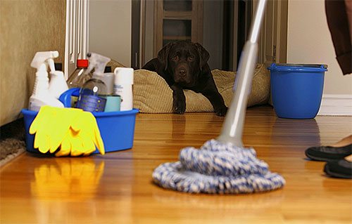 Известно време след третирането на апартамента от бълхи е необходимо да се извърши цялостно мокро почистване.