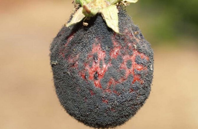 Strawberry black rot