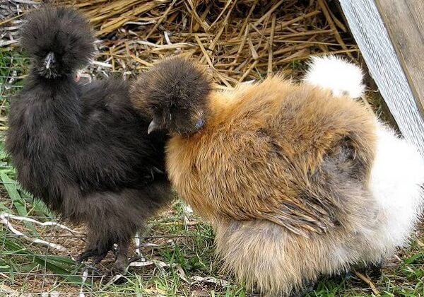 Черни и кафяви копринени кокошки.